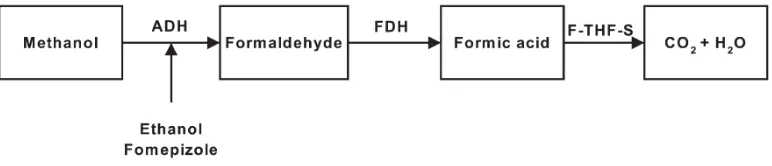 Gambar 1. Metabolisme methanol. ADH : alchohol dehydrogenase; FDH : 