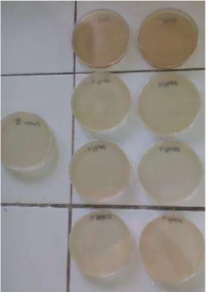 Gambar 2. Hasil Uji adanya cemaran Escherichia coli dengan menggunakan media TBX : 1) kontrol  positif, 2) sampel ekstrak 