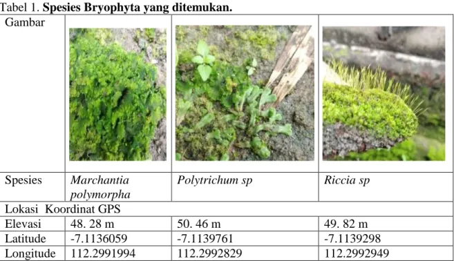 Tabel 1. Spesies Bryophyta yang ditemukan. 