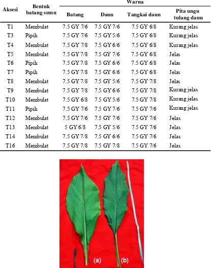 Tabel 6.  Keragaan karakter morfologi batang semu dan warna daun temula-wak di Hambaro 