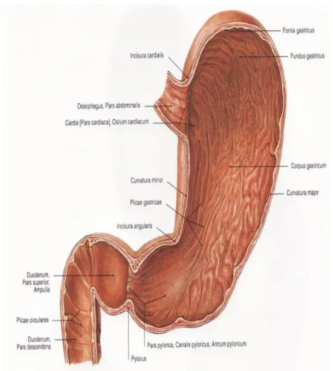 Gambar 3. Anatomi lambung manusia (Sobotta, 2006) 