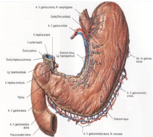 Gambar 4. Arteri-arteri lambung manusia (Sobotta, 2006) 