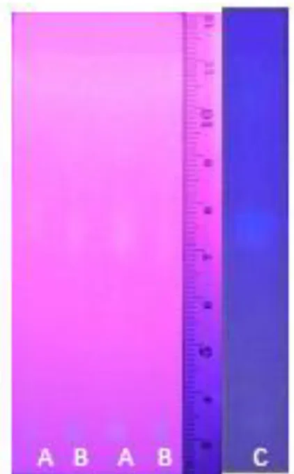 Gambar 1. Hasil pengamatan UV 366 nm. A = fraksi etil asetat lotion xanthan gum 1% minggu ke-0; B =  fraksi etil asetat lotion xanthan gum 1% minggu ke-5; C = fraksi etil asetat ekstrak kemiri