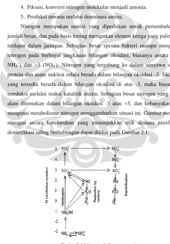 Gambar 2.1 Jalur  metabolisme umum nitrogen   (Hudepohl, 1999) 