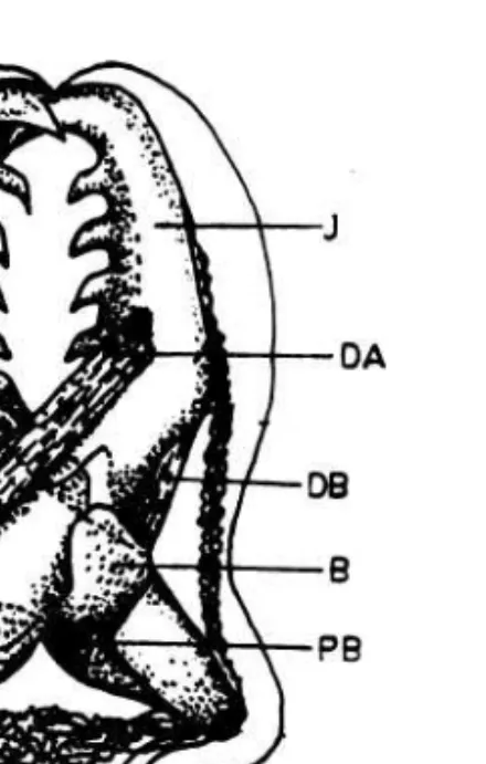 Gambar 2. Diagram umum kerangka pedicellaria dari bintang laut (Sumber CHIA &amp; AMEROGEN 1975)  Keterangan:     J       =    &#34;rahang&#34; 