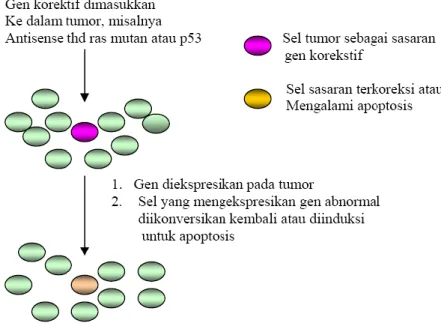 Gambar 5. Pengobatan gen korektif 