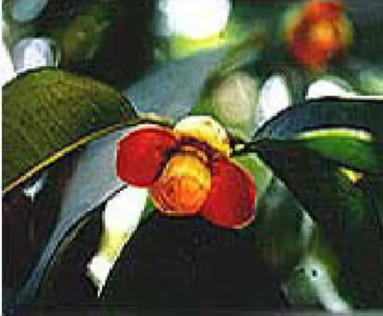 Gambar : Buah manggis  Gambar : Bunga pohon manggis 