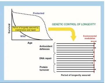 Gambar 3. Pengaruh faktor genetik dan lingkungan terhadap proses penuaan 