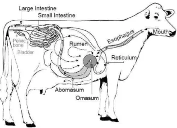 Gambar 3. Posisi empat jenis lambung pada sapi. 