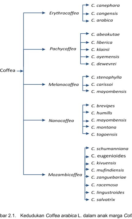 Gambar 2.1.  Kedudukan Coffea arabica L. dalam anak marga Coffea. 