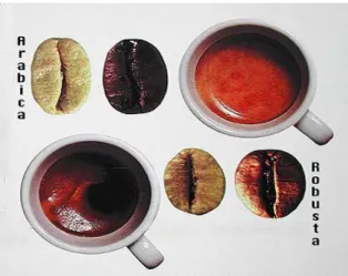 Gambar 2. Kopi Arabika dan kopi Robusta (digoda-coffee.blogspot.com 2011) 