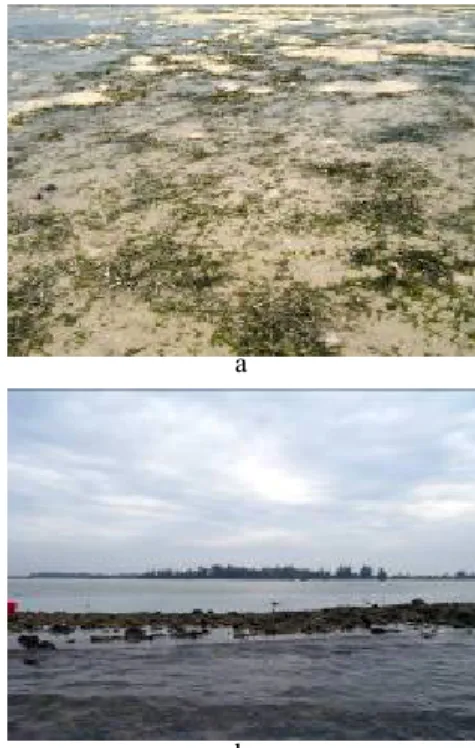 Gambar 4 Gambaran umum lokasi   penelitian: a. daerah lamun   b. Paparan karang. 