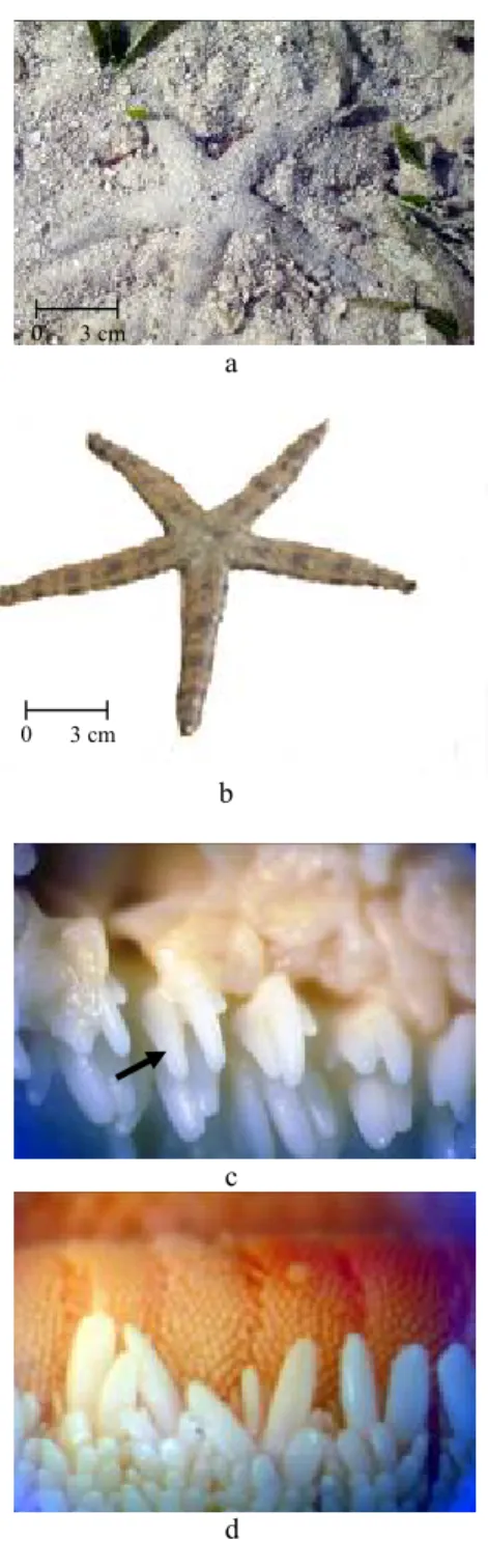 Gambar 6 a. Culcita novaeguineae      b. bintil  polygon dan 