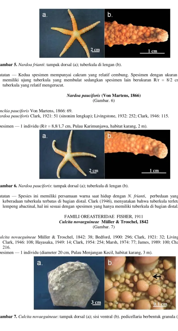Gambar 5. Nardoa frianti: tampak dorsal (a); tuberkula di lengan (b). 
