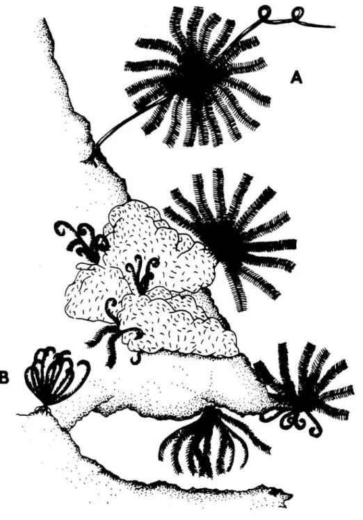 Gambar 1. A. Lili laut dalam posisi makan dan  B. dalam posisi istirahat (BIRKELAND 1989)