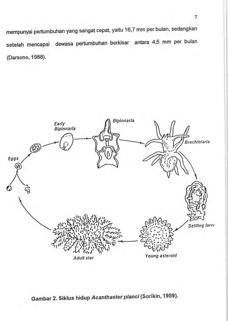 Gambar  2. Siklus  hidup  Acanthaster  p/anci  {Sorikin,  1989). 