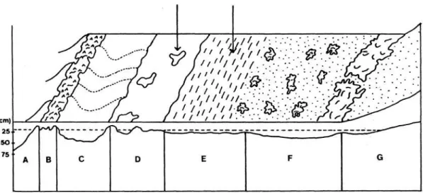 Gambar 1.   Profil irisan tegak di daerah terumbu karang memperlihatkan  zonasi dari tubir ke pantai