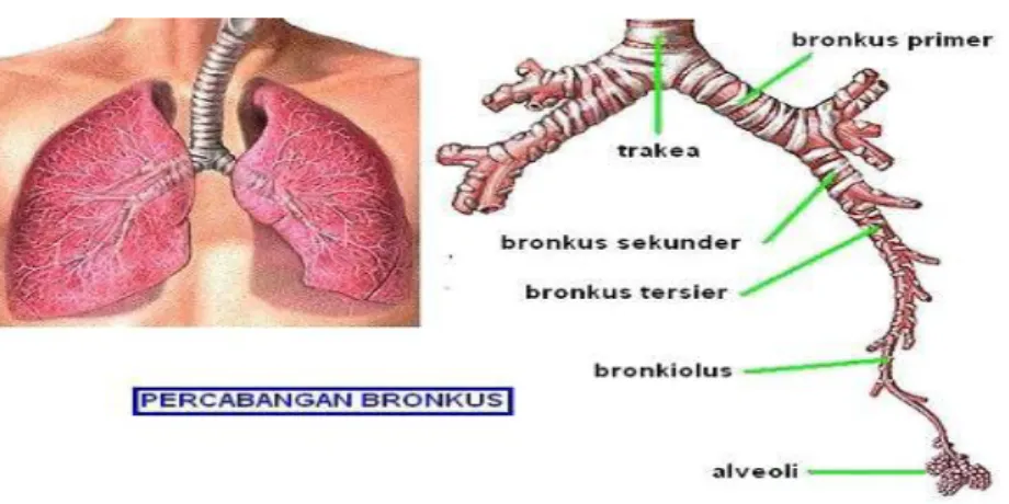 Gambar 1. Anatomi Bronkus. 