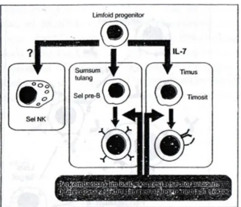 Gambar 01. Perkembangan Sel NK Asal Progenitor Limfoid 8