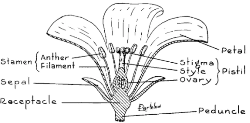 Gambar 27. Bagian-bagian bunga