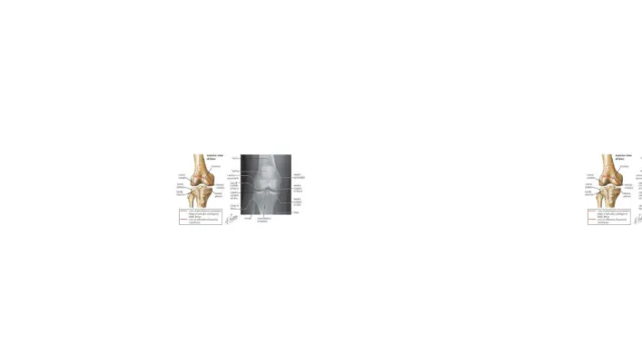 Gambar 2. Anatomi dan radiologi lutut  2