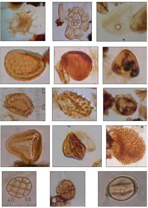Gambar  4.  Dari  kiri  ke  kanan  baris  1:  a)  Dinoflagellate  cyst,  b)  Foraminifera  test- test-lining, c