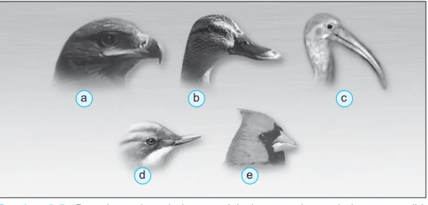 Gambar 2.5 Bentuk paruh pada burung: (a) elang untuk merobek mangsa, (b) itik untuk menyaring makanan, (c) pelikan untuk menangkap dan membawa ikan, (d) kolibri untuk mengisap madu, dan (e) pipit untuk memakan biji-bijian.