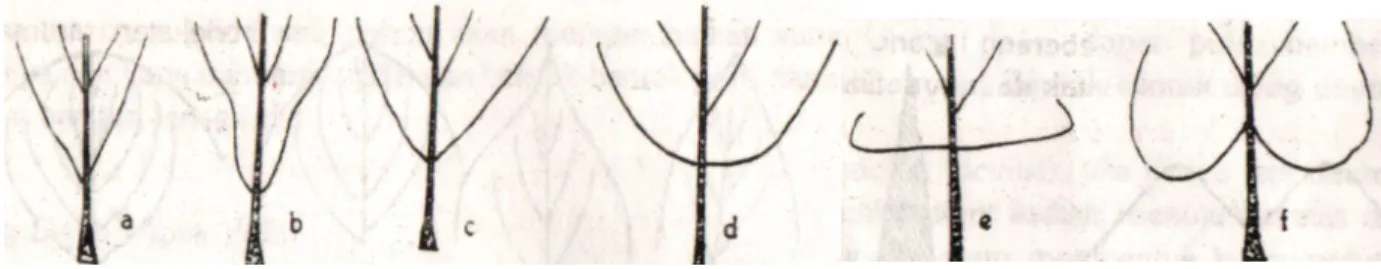 Gambar  16.  Basal daun   a. Runcing   b. Meruncing   c. Tumpul   d. Membulat                                            e