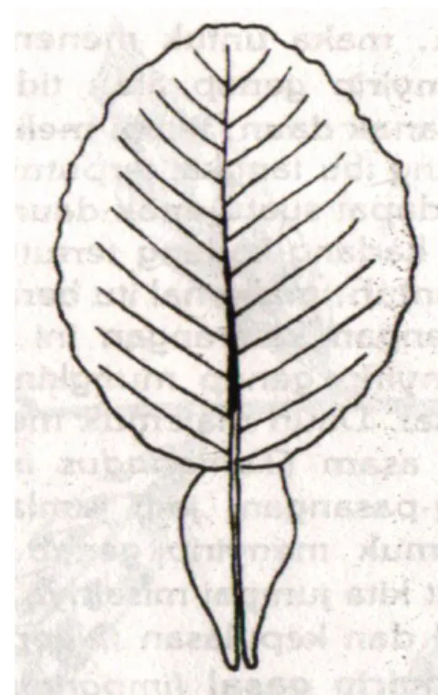 Gambar 20.  Tipe-tipe daun majemuk                                     Gambar 21.  Daun majemuk                                                                                                     beranak daun satu pada Citrus sp     