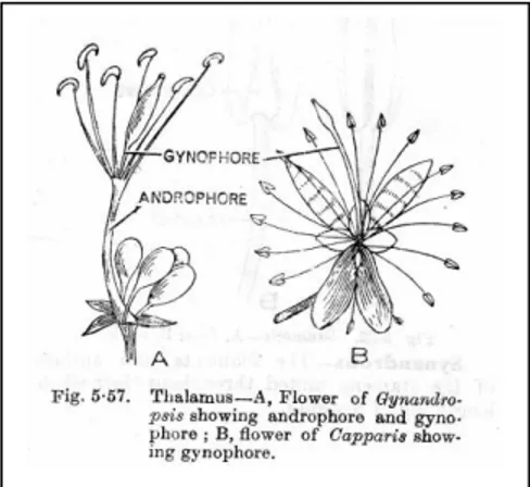 Gambar 8.  Androfore dan ginofore 