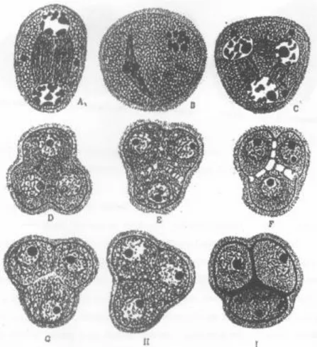 Gambar  5.  Pembentukan  dinding  pollen  setelah  pembelahan  sel induk mikrospora tipe simultan