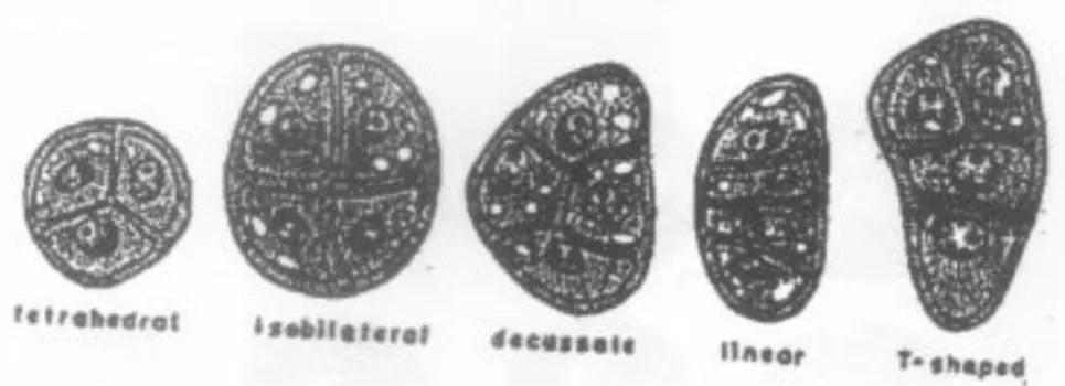 Gambar  6.  Tipe  tetrad  mikrospora  pada  Angioispermae. 
