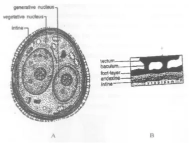 Gambar  8.  Struktur  sel  pollen  pada  Angiospermae. 