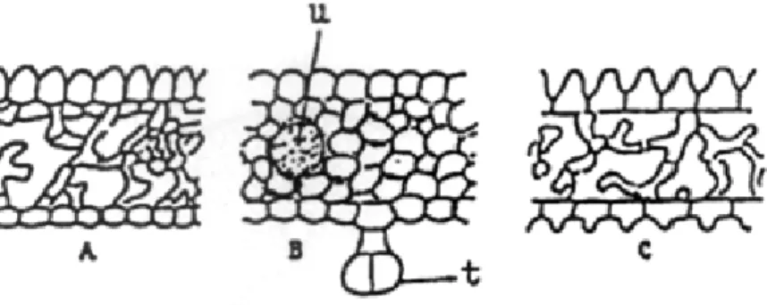 Gambar  1.  Diagram  struktur  anatomi  petala  beberapa  jenis  tumbuhan.  Keterangan:  A