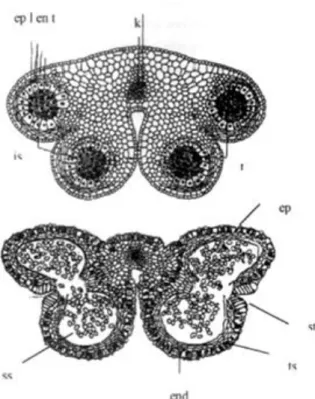 Gambar  2.  Struktur  kepala  sari  pada  bunga  Lilium  sp.  en. 