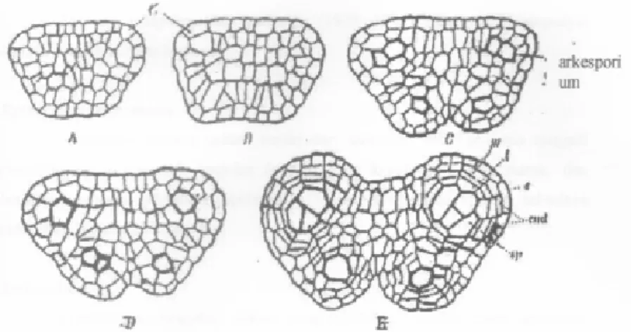 Gambar  3.  Struktur  dan  perkembangan  kepala  sari  pada     tumbuhan  Angiospermae,  Keterangan:  A,  B