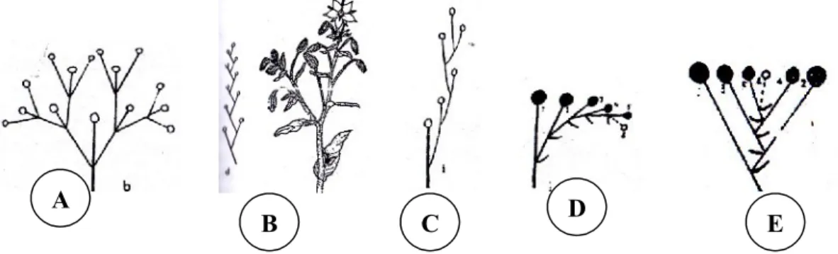 Gambar 4. Diagram Bunga Majemuk Berbatas, Terdiri dari:
