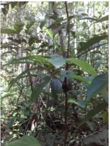 Gambar 4.5 Benih Shorea sp 