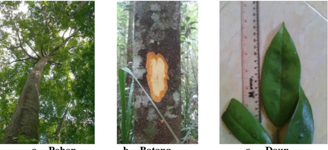 Gambar 4.6 Diospyros sp 
