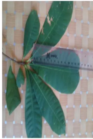 Gambar 4.10 Artocarpus sp  Mahalilis mempunyai klasifikasi sebagai berikut: 