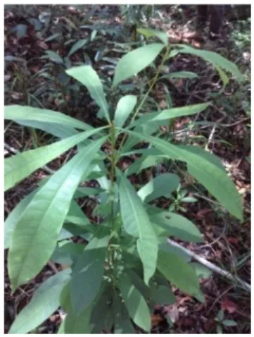 Gambar 4.11 Benih Artocarpus sp 