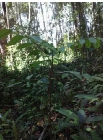 Gambar 4.13 Benih Koompassia malaccensis Maing 