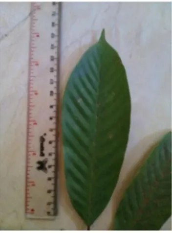 Gambar 4.3 Dipterocarpus hasseltii  Pohon keruing mempunyai klasifikasi sebagai berikut :  Kingdom  : Plantae 