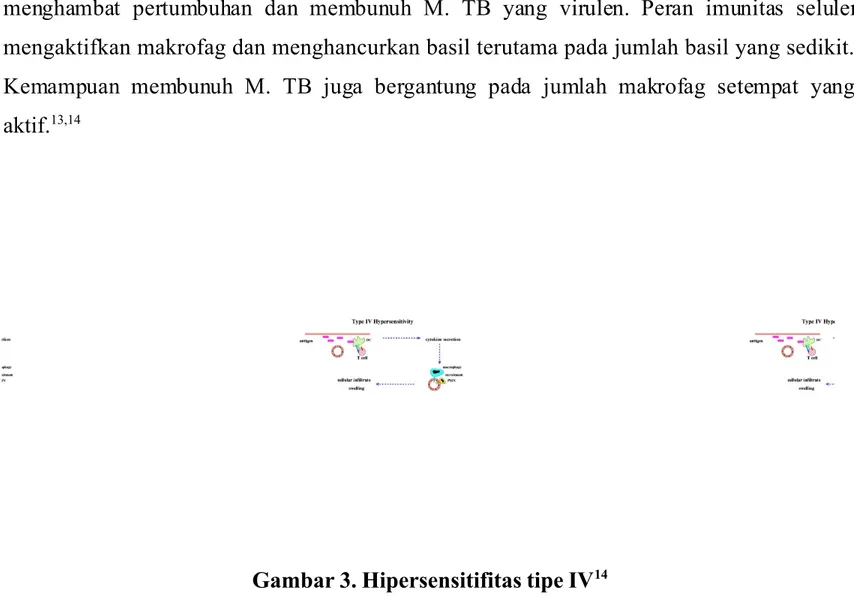 Gambar 3. Hipersensitifitas tipe IV 14