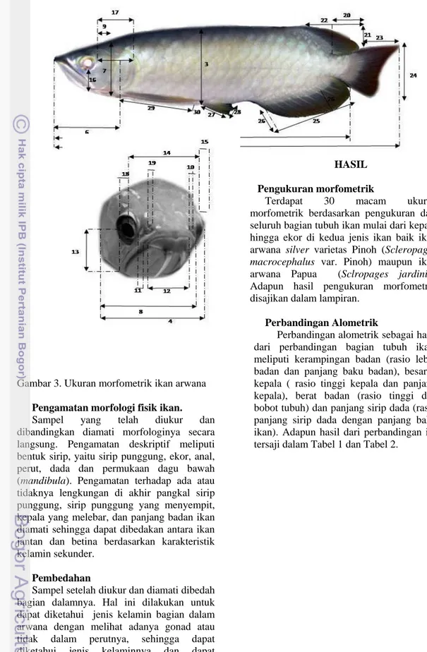 Gambar 3. Ukuran morfometrik ikan arwana  Pengamatan morfologi fisik ikan.  