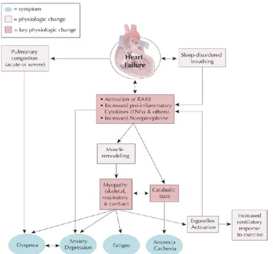 Gambar 2. Patofisiologi dan Simptomatologi CHF.
