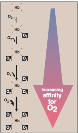 Diagram  peningkatan  afinitas  O 2 :  afinitas  O 2   akan  meningkat  apabila  sebelumnya  Hb sudah mengikat molekul O 2