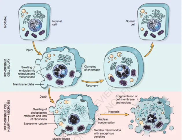 Diagram proses terjadinya necrosis sel. 