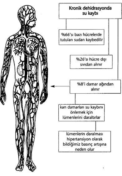 Şekil  7.1:  Vücudun  dolaşım  sistemi  seçici  bir  biçimde  lümenleri  kapatarak  kan  hacminin  kaybına  uyum  sağlar