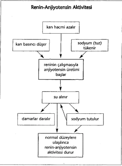 Şekil  7.3:  Renin-anjiyotensin  üretimini  başlatacak  ya  da  durduracak fiziksel  olgular.